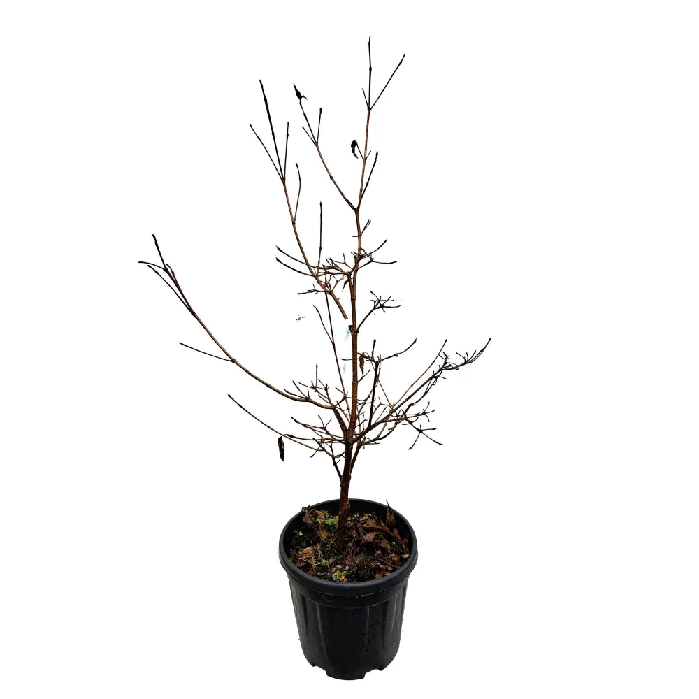 Cornus kousa Vargögon 7,5L
