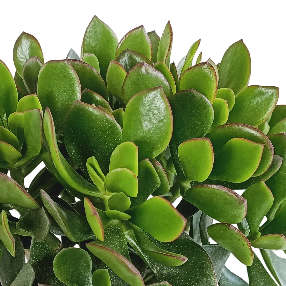 Crassula Minova Scarlet