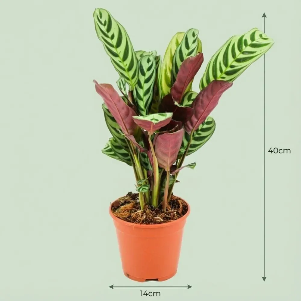 Ctenanthe Burle-Marxii