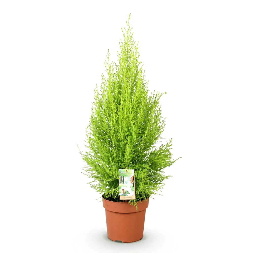 Cypress Gold Crest Wilma