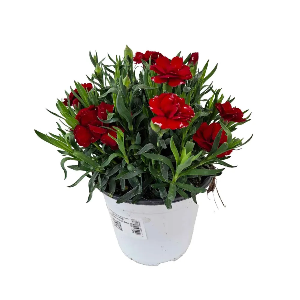 DIANTHUS OSCAR CESP.D14