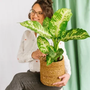 Dieffenbachia Compacta mars