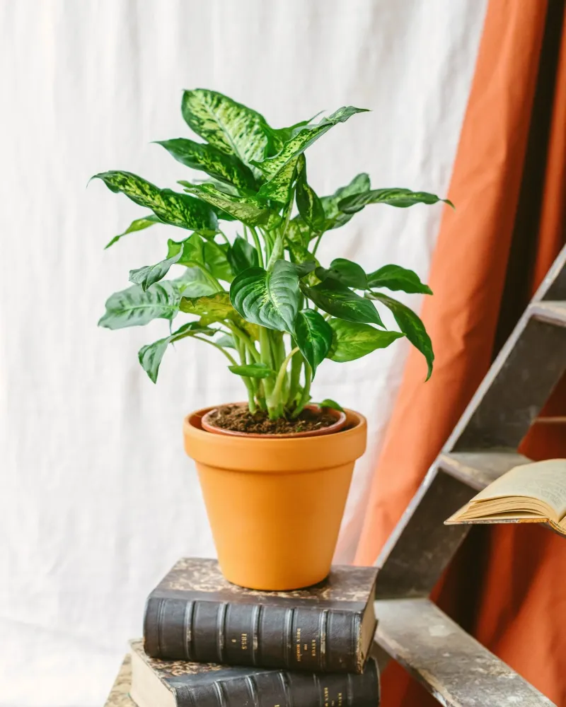 Dieffenbachia Compacta mars