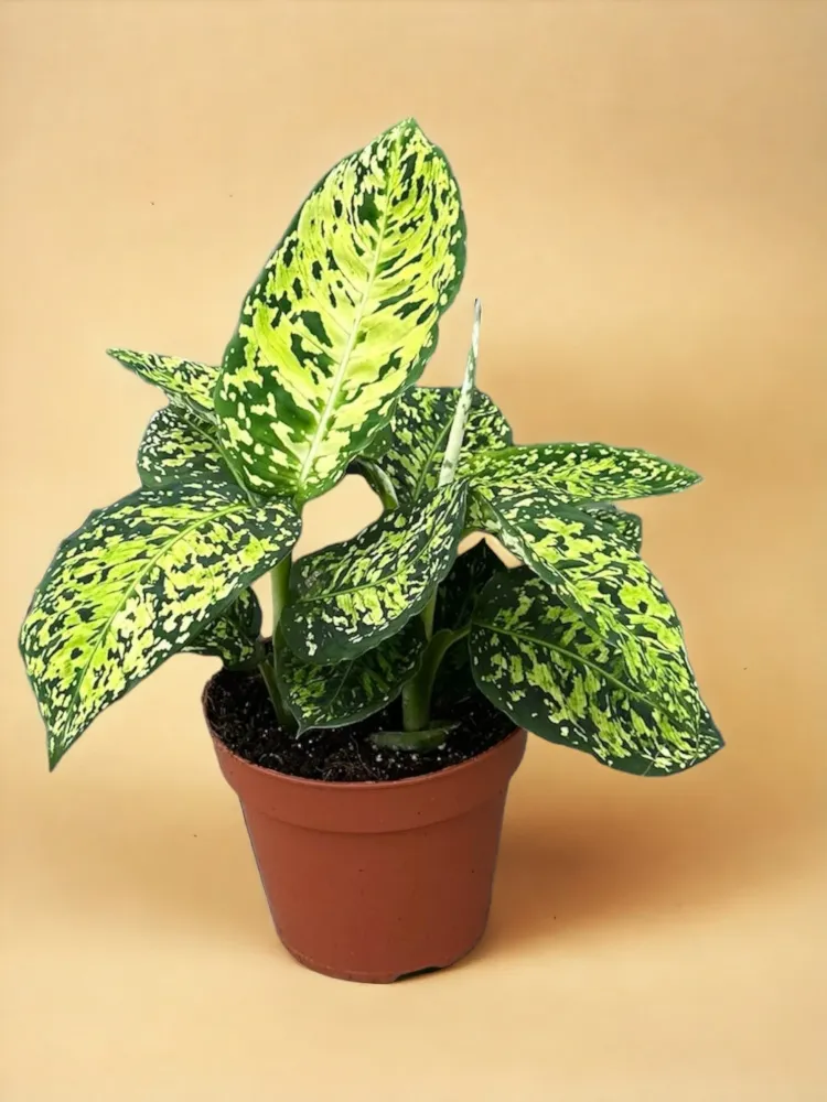 Dieffenbachia reflektor