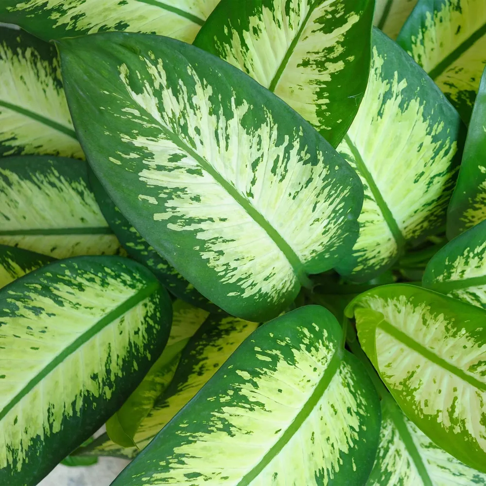 Dieffenbachia Tropic Snow och korg