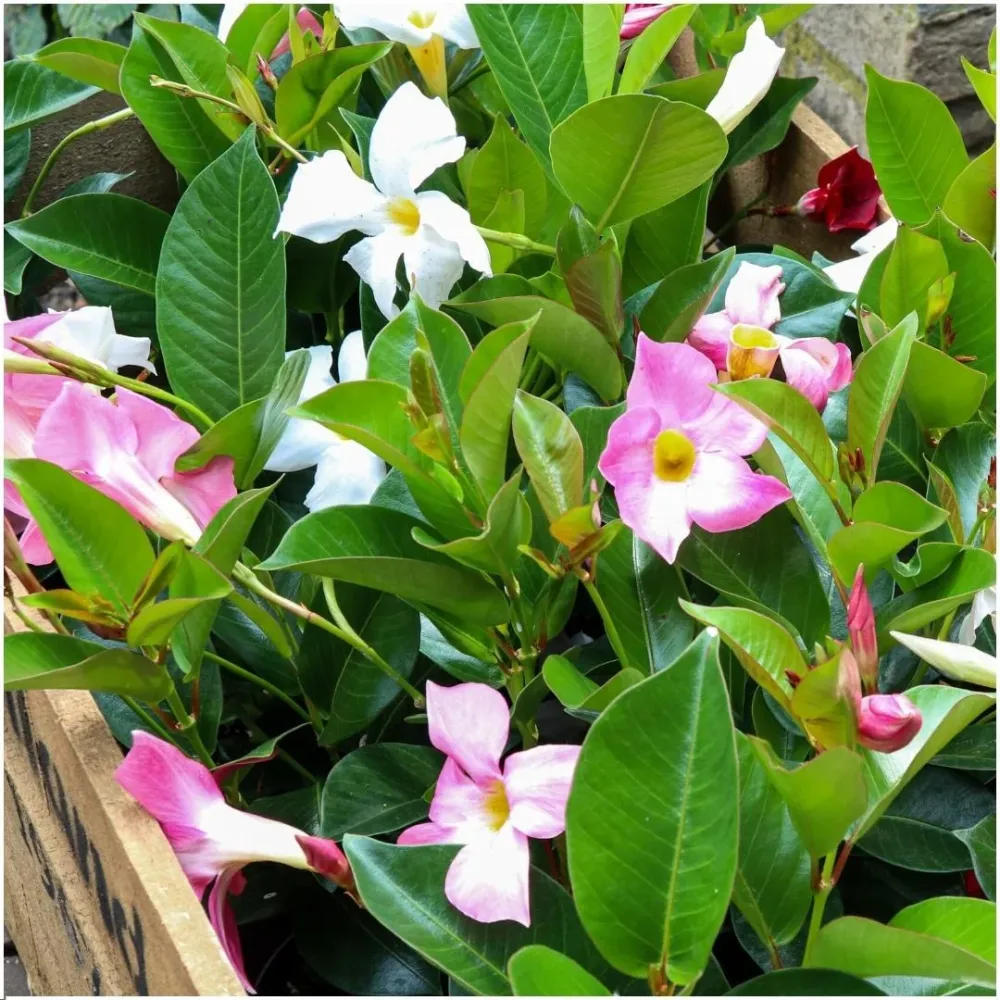 Dipladenia vit x 6