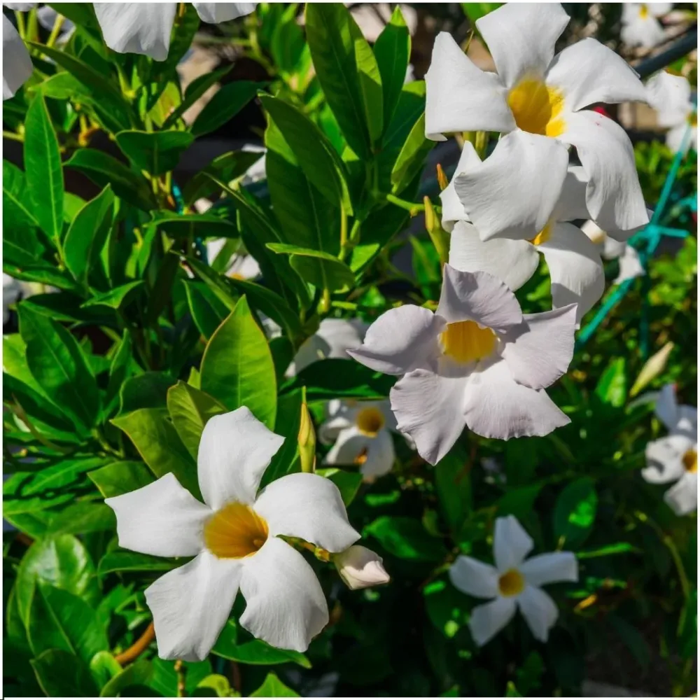 Dipladenia vit x 6
