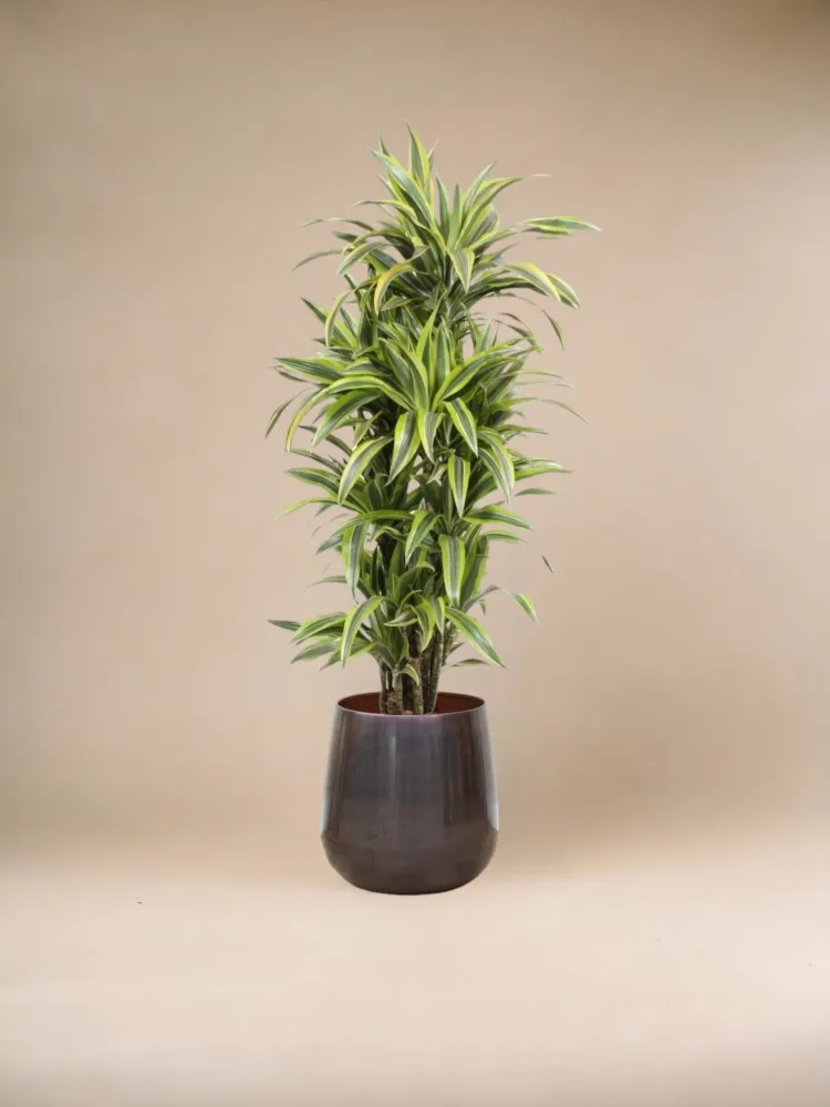 Dracaena citronlime