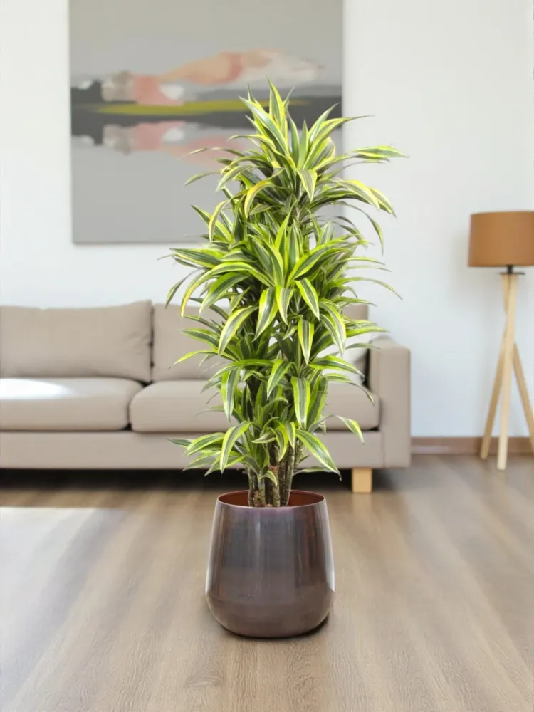 Dracaena citronlime