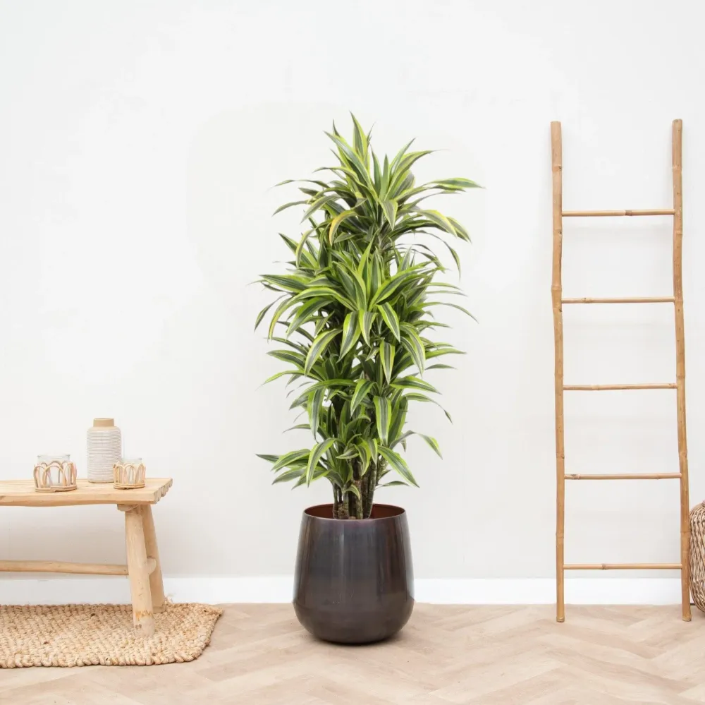 Dracaena citronlime