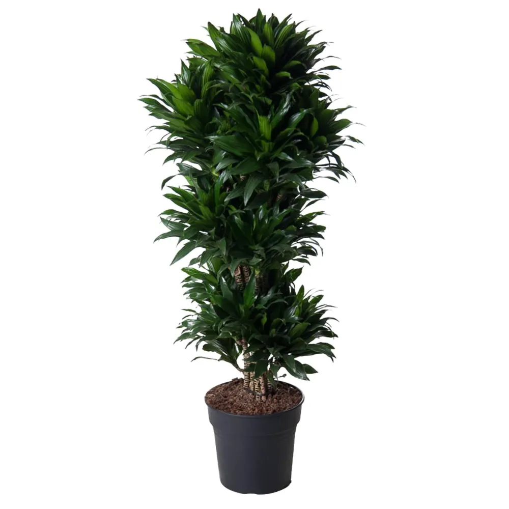 Dracaena Compact grenad - 140 cm - ø31