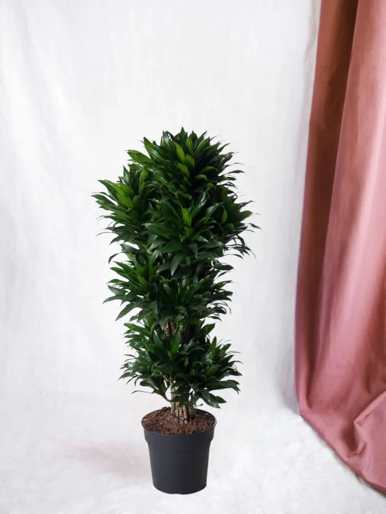 Dracaena Compact grenad - 140 cm - ø31