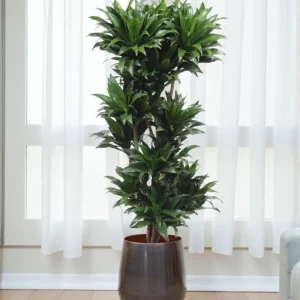 Dracaena Compacta