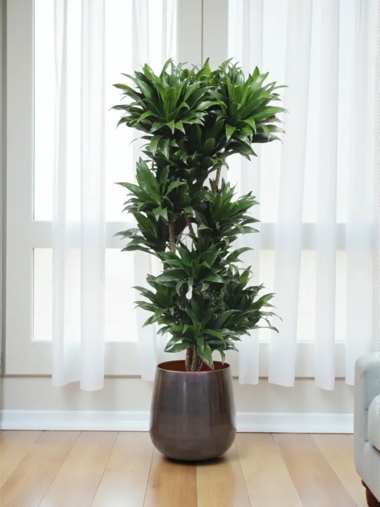 Dracaena Compacta