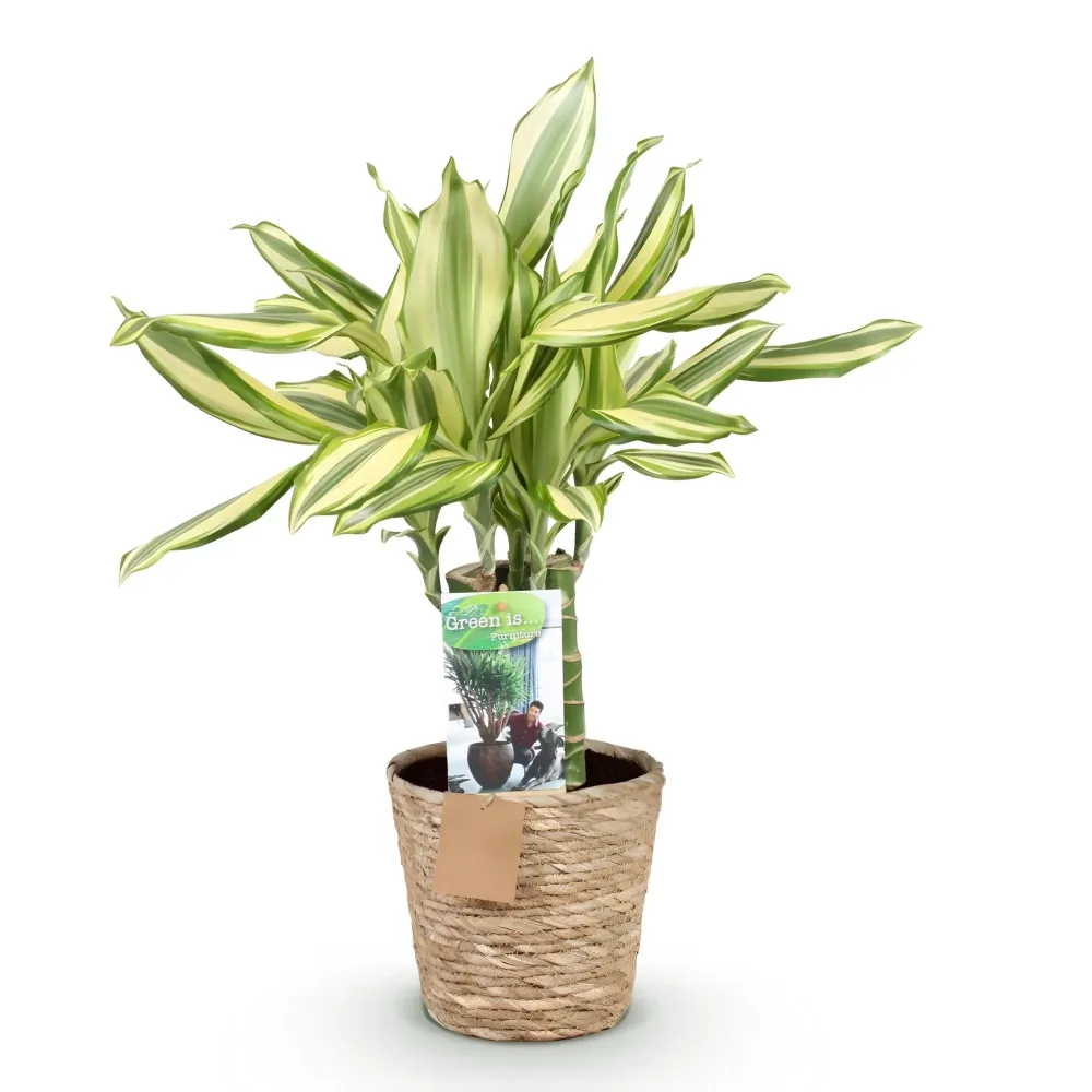 Dracaena Diamond Dream och korg