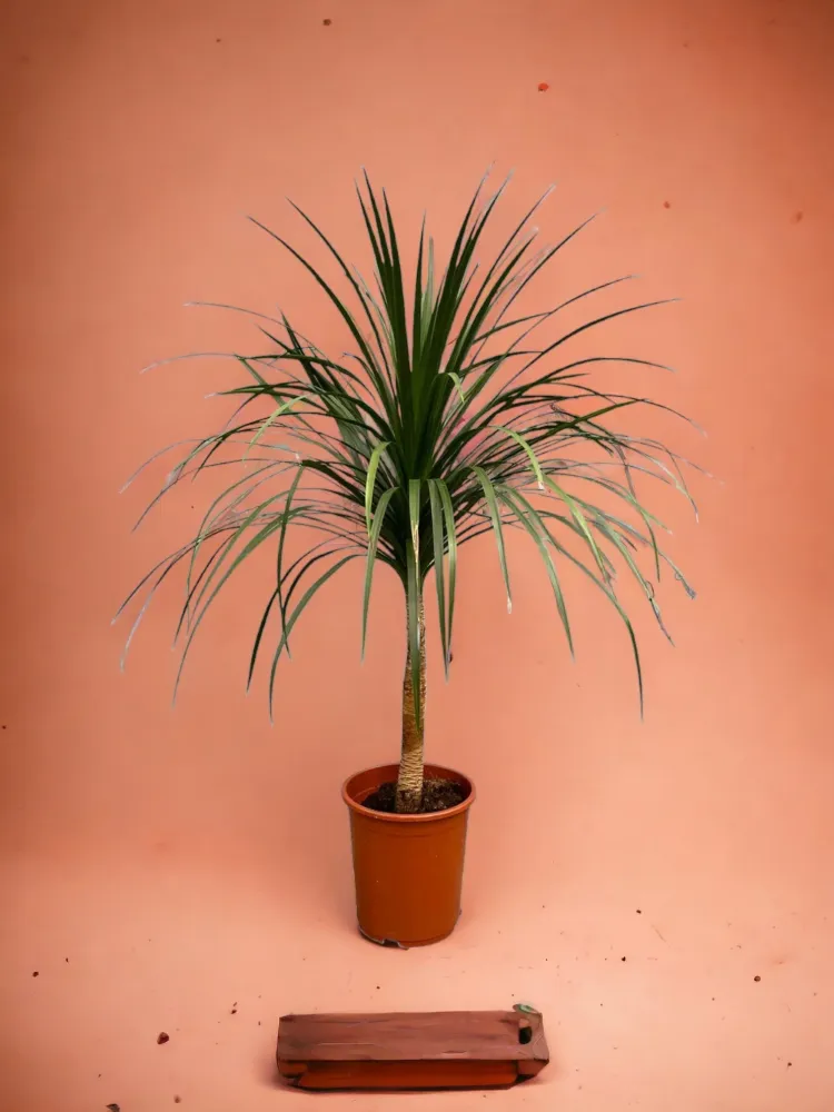 Dracaena Draco - 120cm - ø30