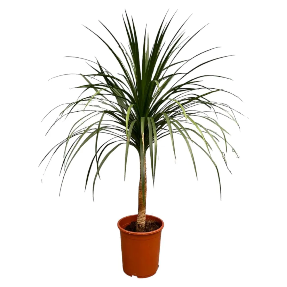 Dracaena Draco - 120cm - ø30