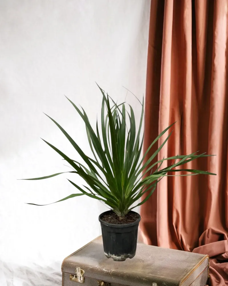 Dracaena Draco
