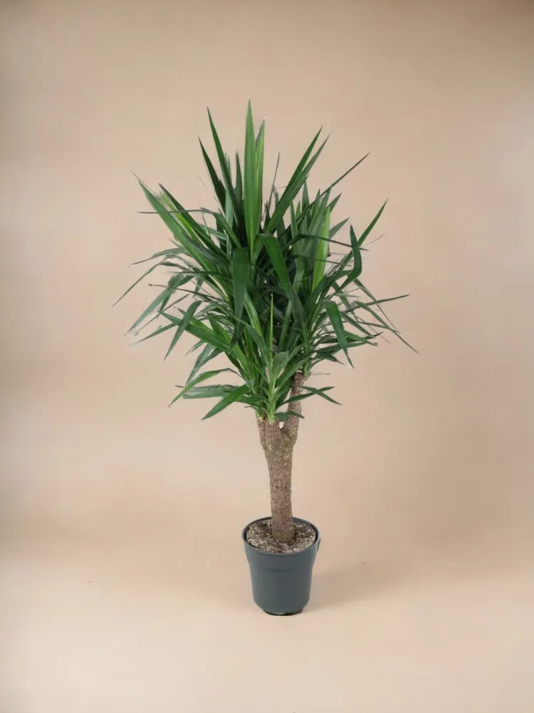 Dracaena draco