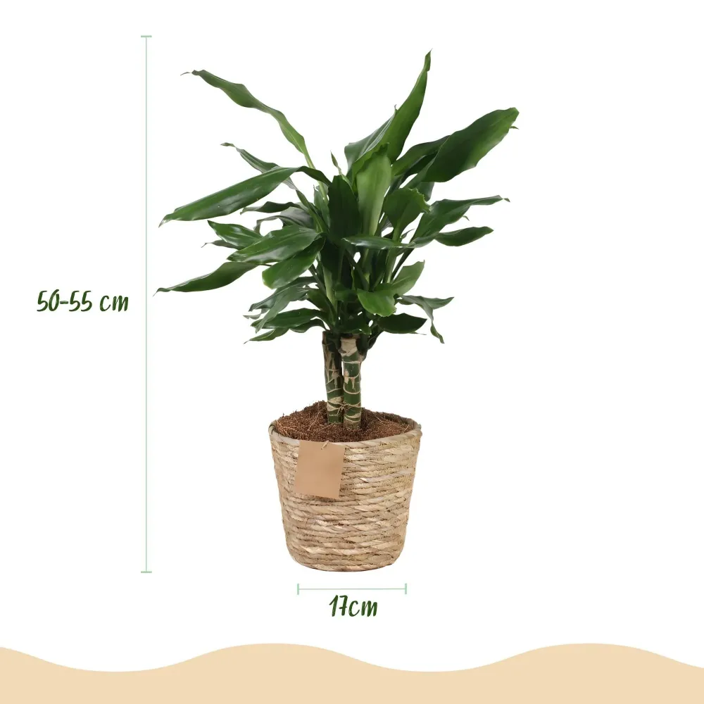 Dracaena fragrans och korg