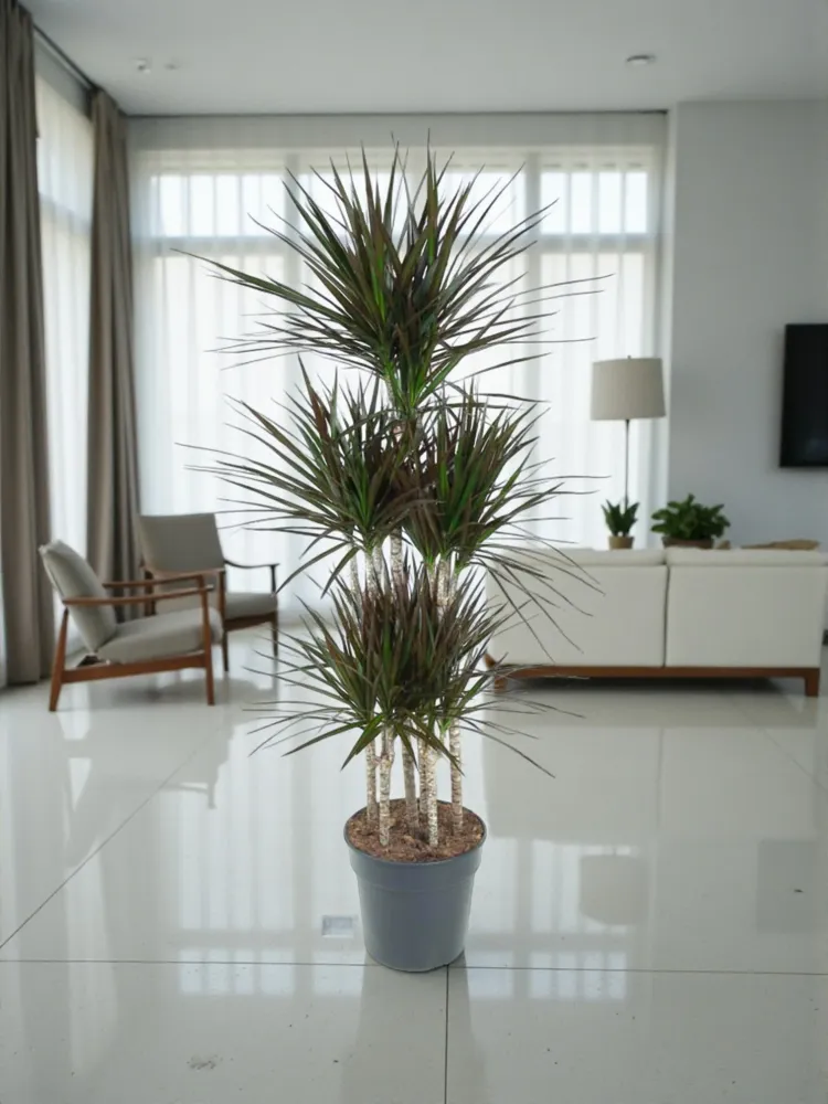 Dracaena Magenta Carousel - 150cm - ø31