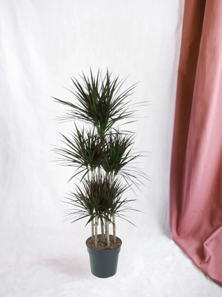 Dracaena Magenta Carousel - 150cm - ø31