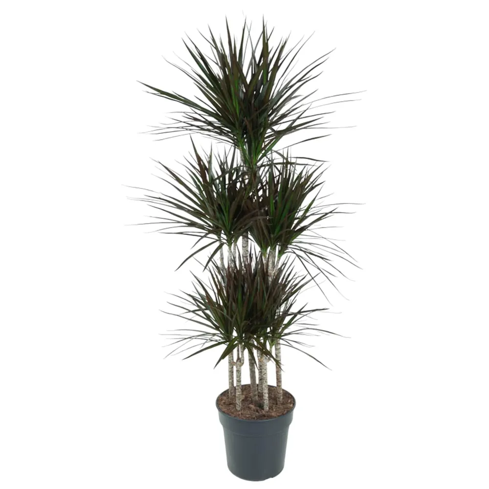 Dracaena Magenta Carousel - 150cm - ø31