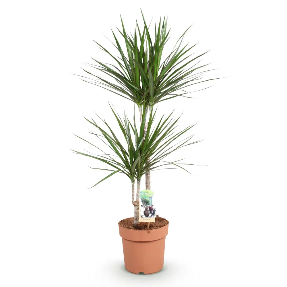 Dracaena Marginata