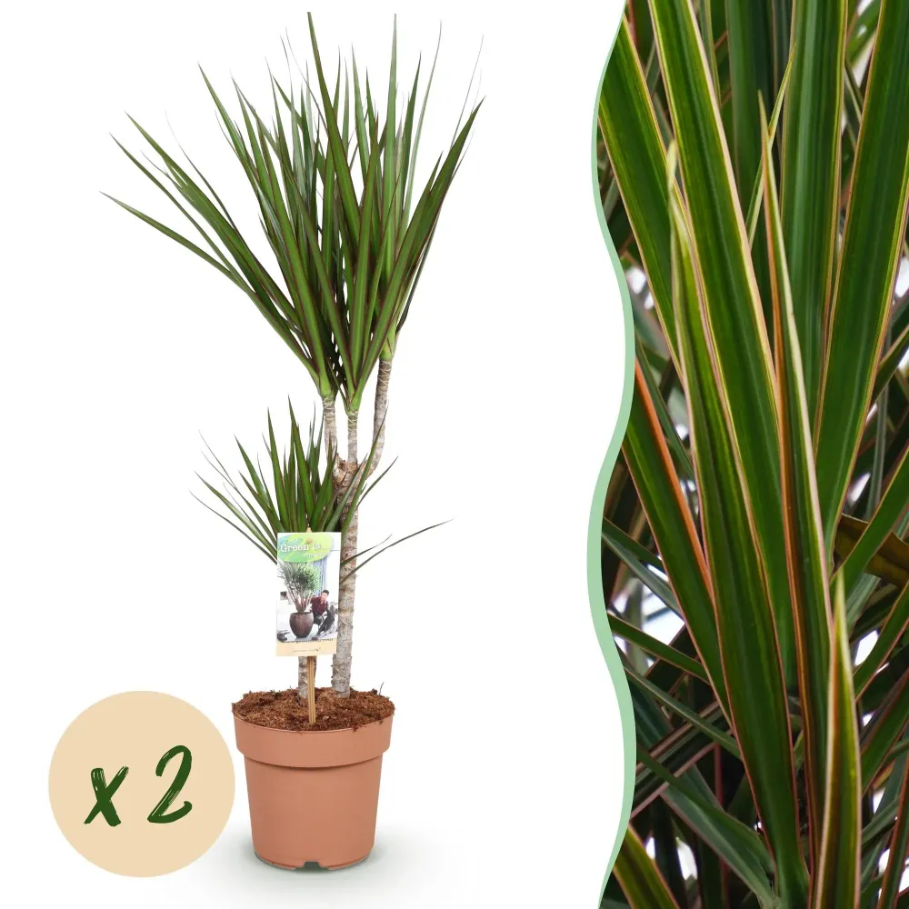 Dracaena Marginata – 2-pack – Höjd 70-80 cm