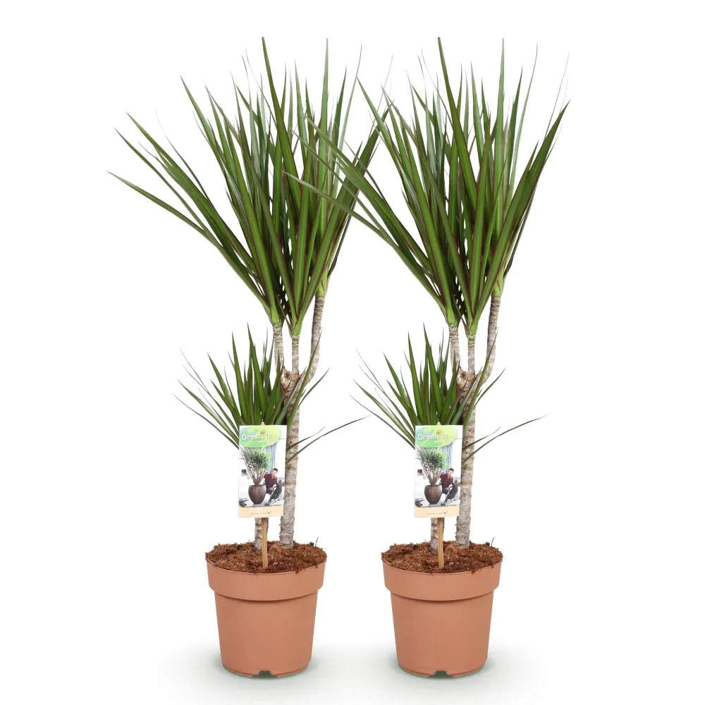 Dracaena Marginata – 2-pack – Höjd 70-80 cm