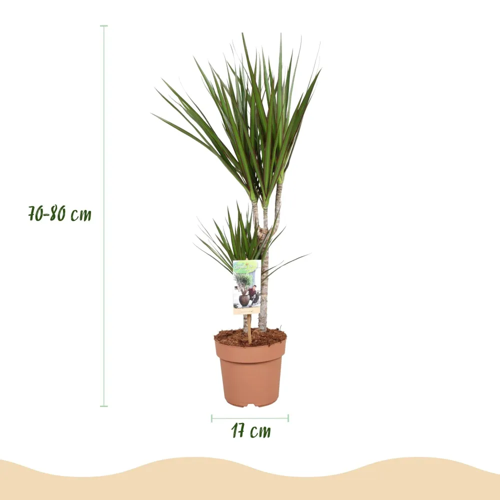 Dracaena Marginata – 2-pack – Höjd 70-80 cm
