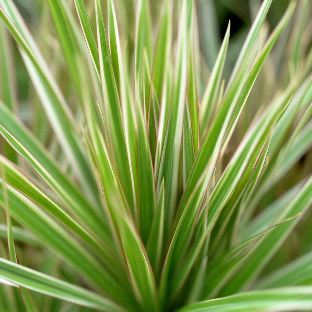 Dracaena Marginata Bicolor