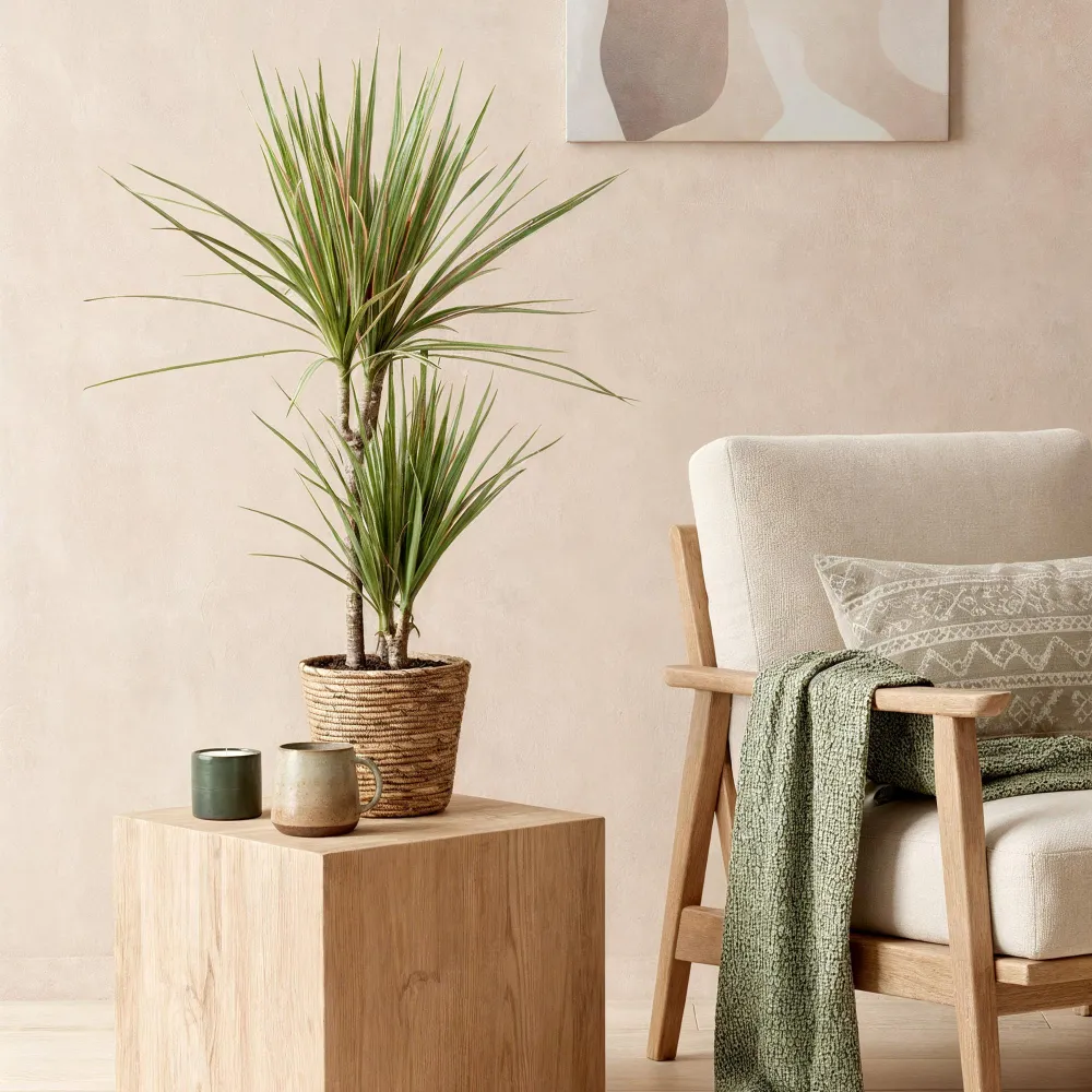 Dracaena Marginata Bicolor med korg