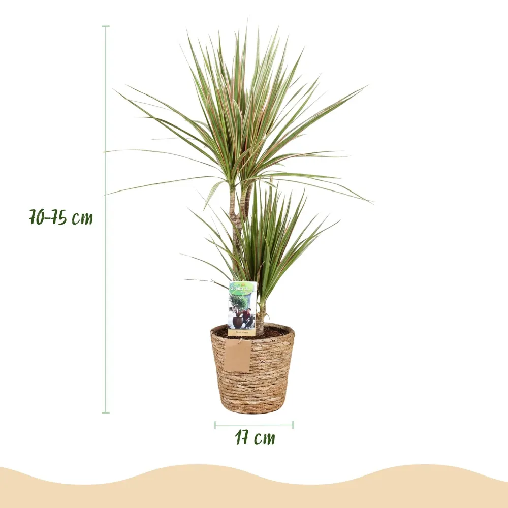 Dracaena Marginata Bicolor med korg