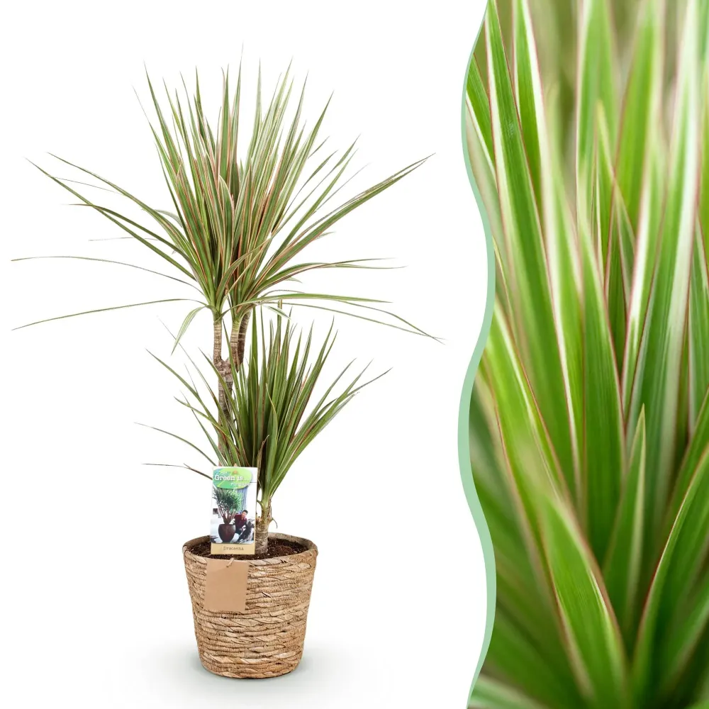 Dracaena Marginata Bicolor med korg