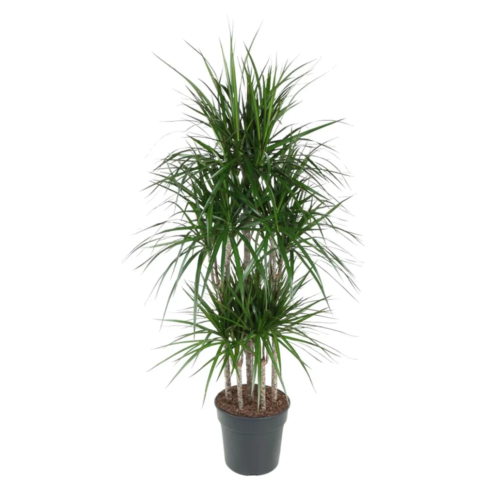 Dracaena Marginata Karusell - 160 cm - ø31