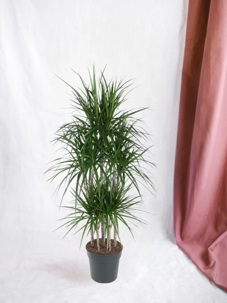 Dracaena Marginata Karusell - 160 cm - ø31