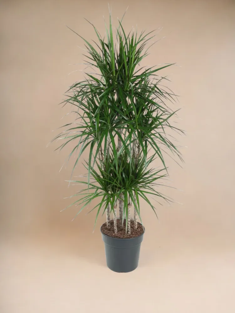 Dracaena Marginata Karusell - 160 cm - ø31
