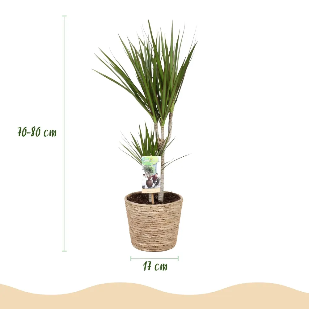 Dracaena Marginata och korg