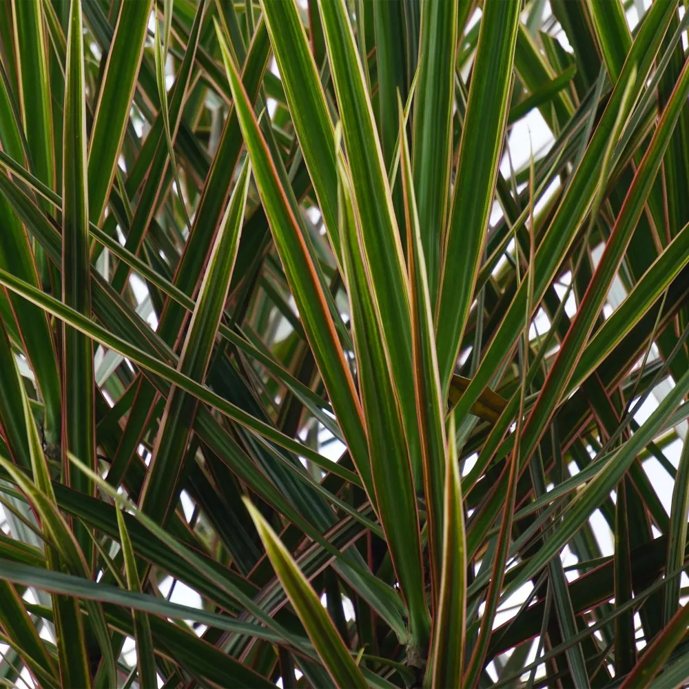 Dracaena Marginata och korg