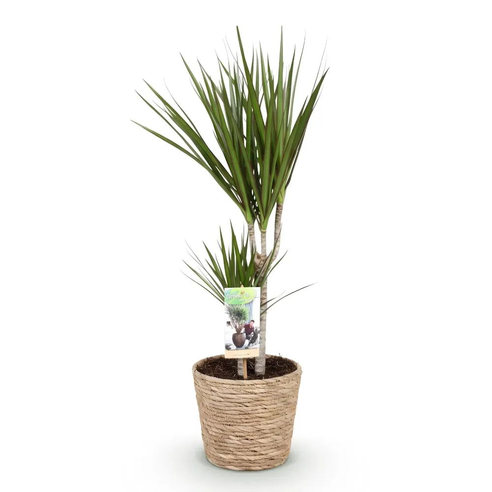 Dracaena Marginata och korg