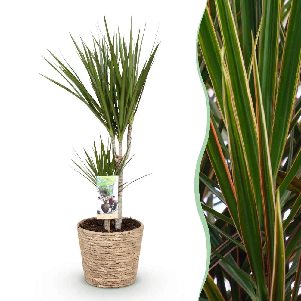 Dracaena Marginata och korg
