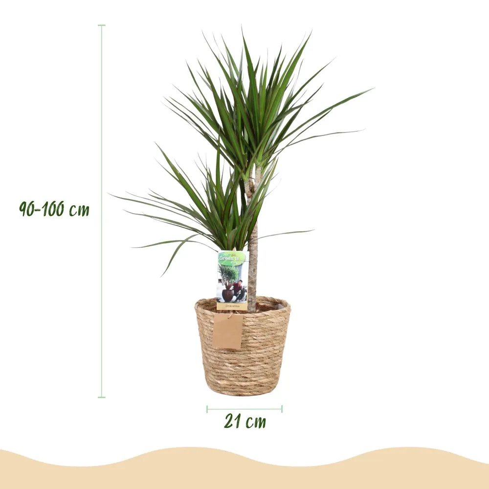 Dracaena Marginata och kruka