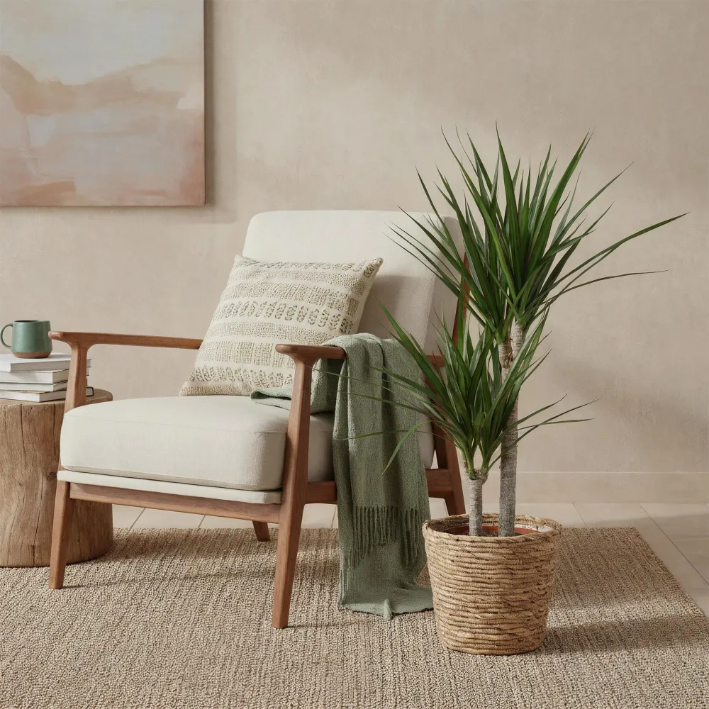 Dracaena Marginata och kruka