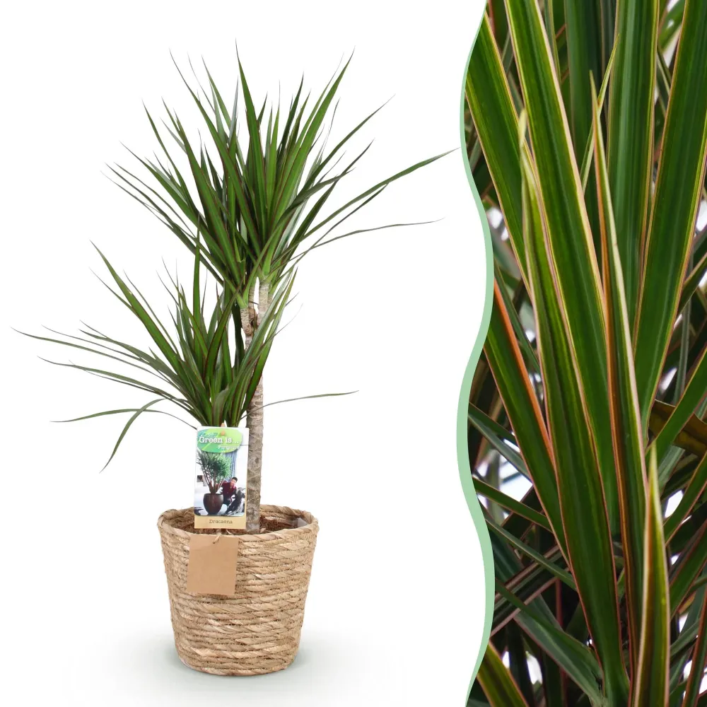 Dracaena Marginata och kruka
