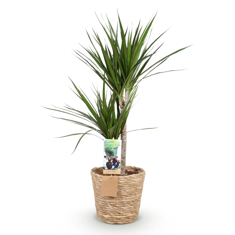 Dracaena Marginata och kruka