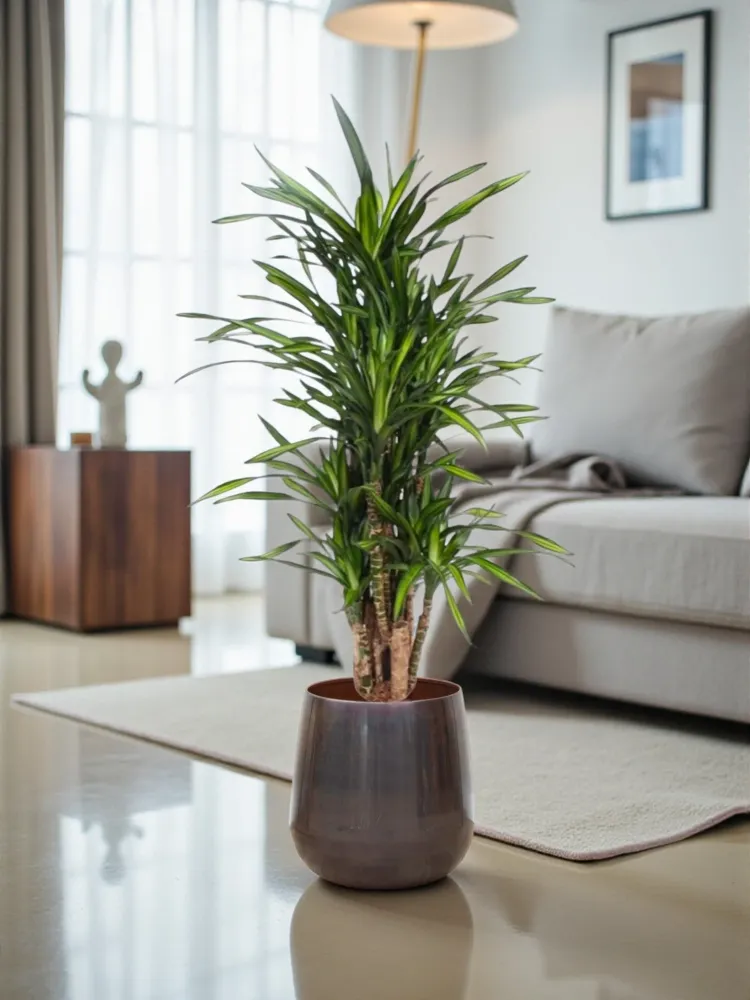 Dracaena Riki