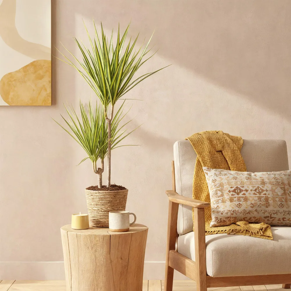 Dracaena Sunray och korg
