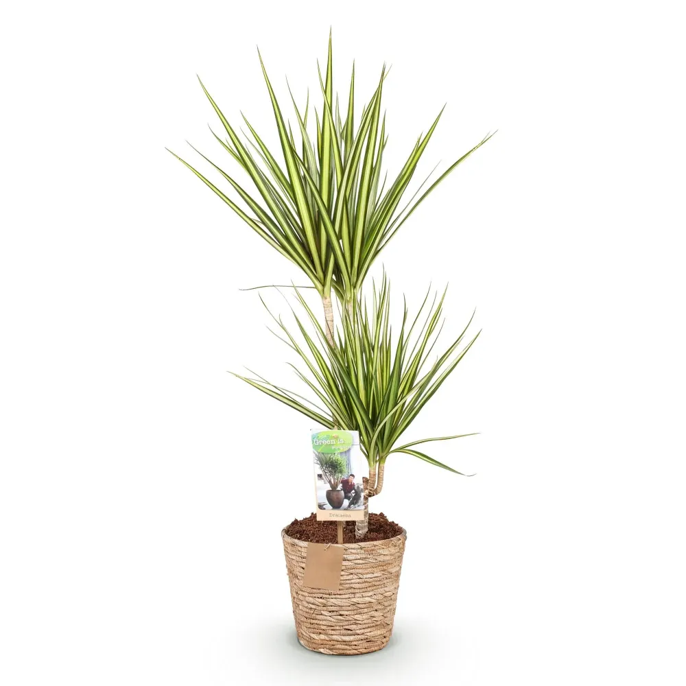 Dracaena Sunray och korg