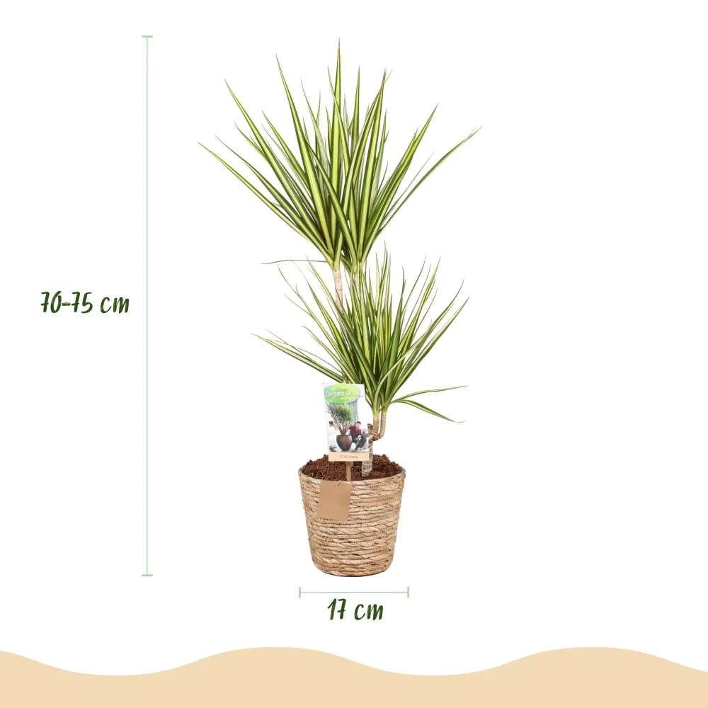 Dracaena Sunray och korg